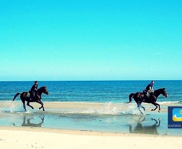 Jazda konna po plaży. Stadninę koni z pięknymi Trakenami znajdziecie między innymi w Białog&oacute;rze k. Dębek.